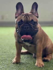看板犬についてのお知らせ