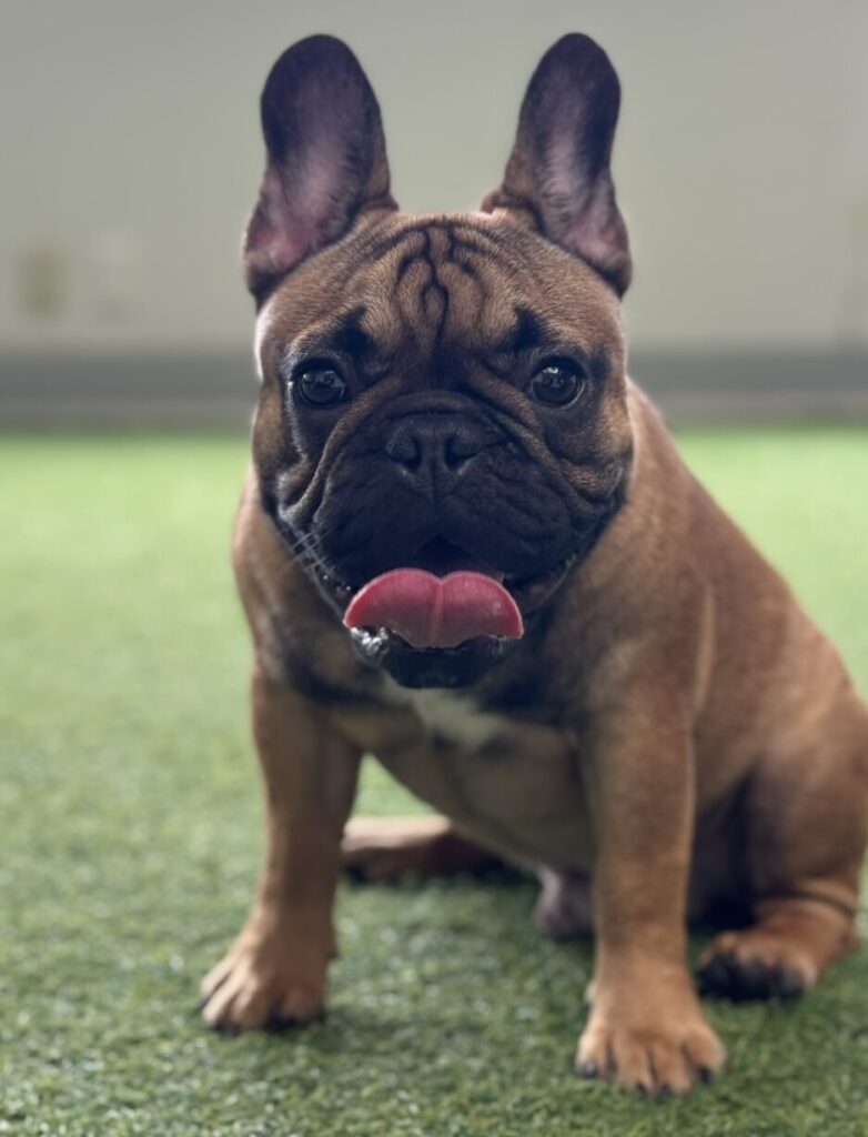 看板犬についてのお知らせ